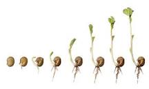 increase organic traffic